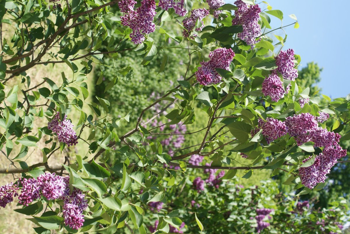 Сирень Сенсация - фото 9