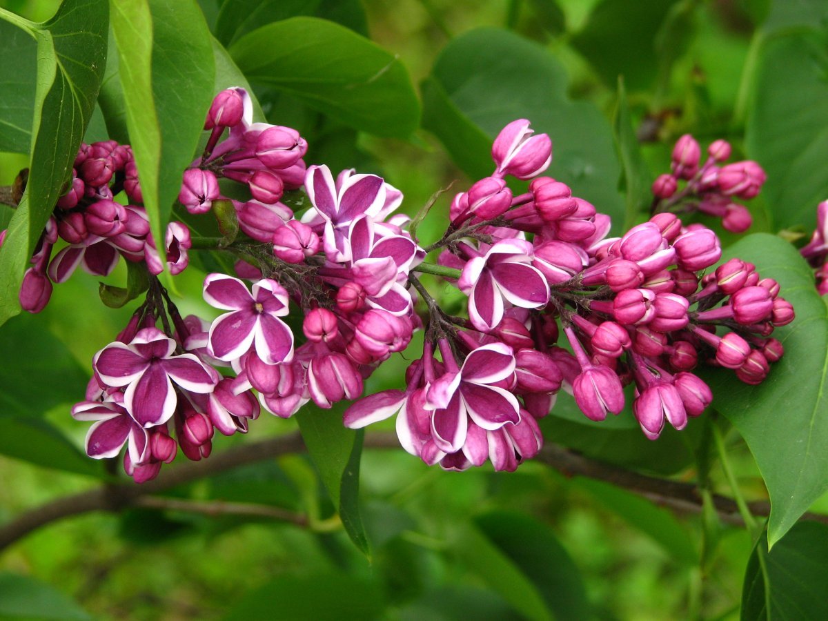 Сирень Сенсация - фото 2