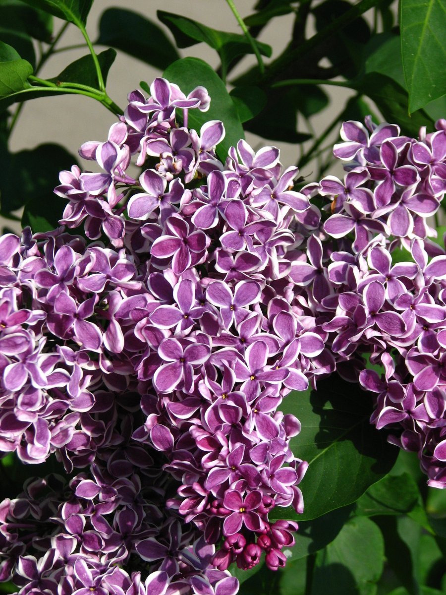 Сирень Сенсация - фото 6