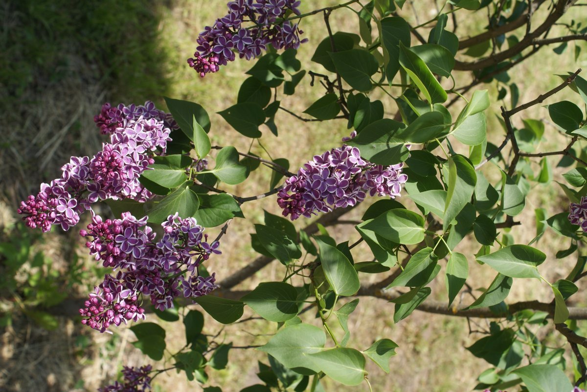 Сирень Сенсация - фото 8