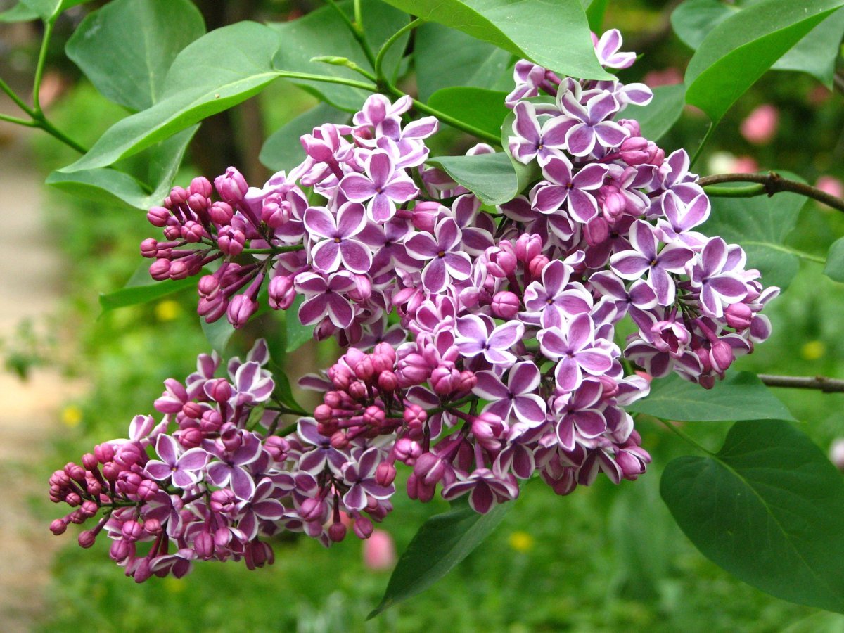 Сирень Сенсация - фото 4