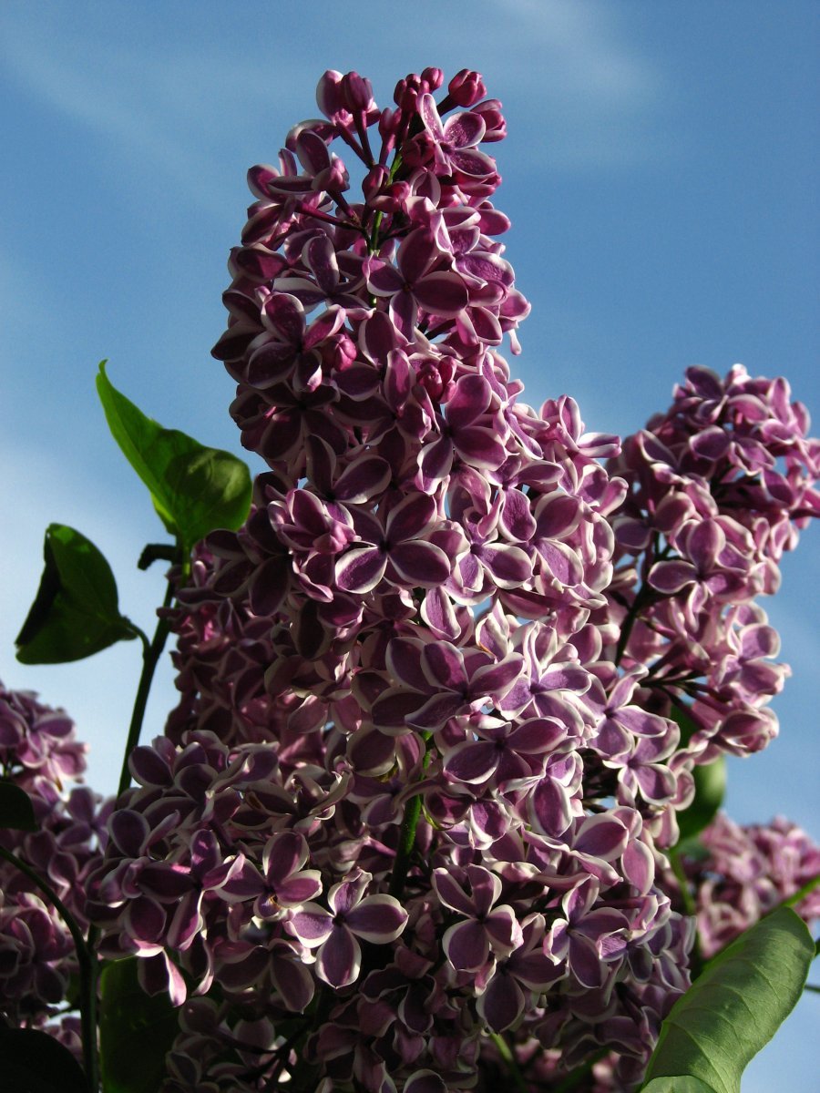 Сирень Сенсация - фото 5