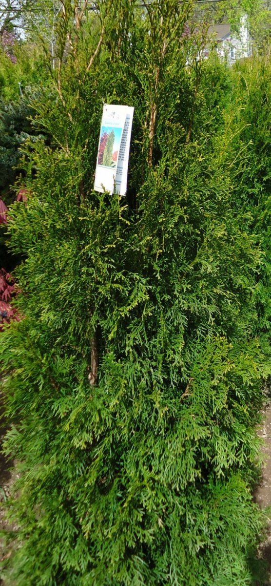 Туя западная Смарагд - фото 6