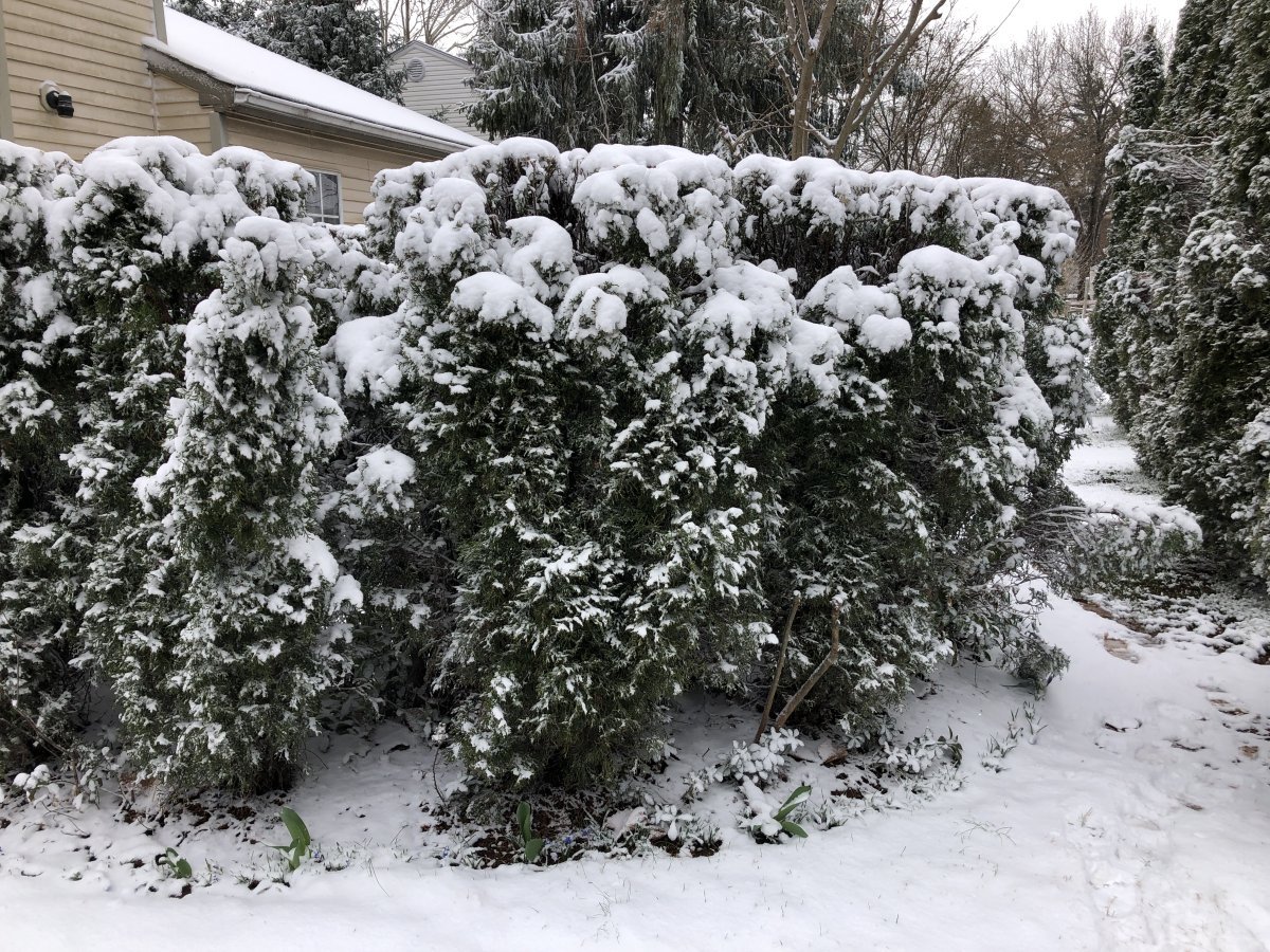 Туя западная Смарагд - фото 5