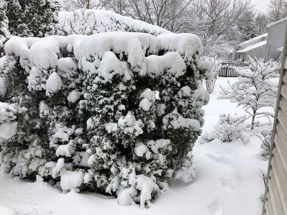 Туя западная Смарагд - фото 3