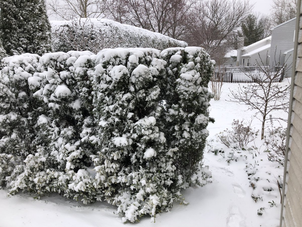 Туя западная Смарагд - фото 4