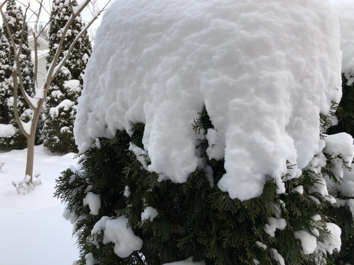 Туя западная Смарагд