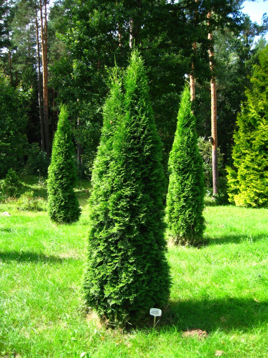 Туя западная Смарагд - фото 9