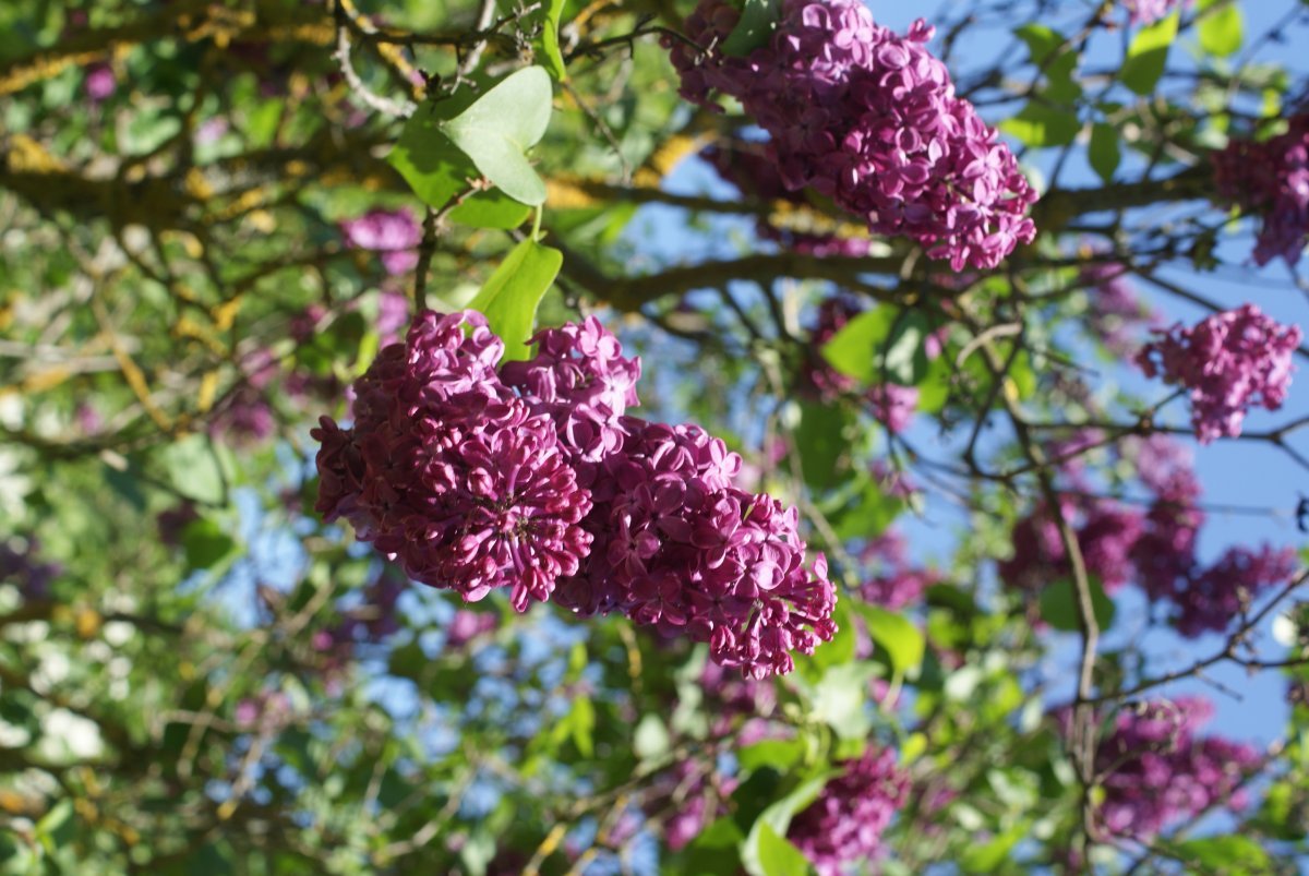 Сирень Знамя Ленина - фото 2