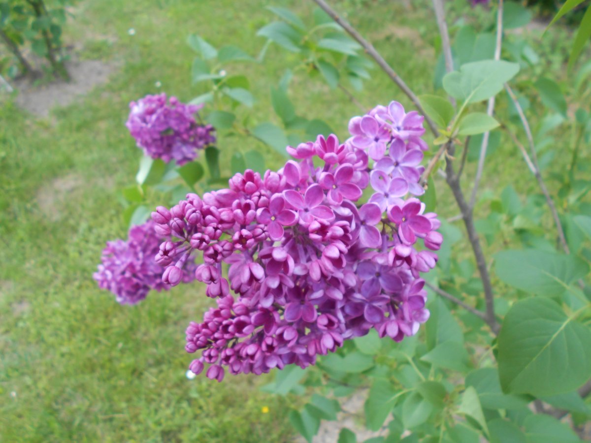 Сирень Знамя Ленина - фото 4