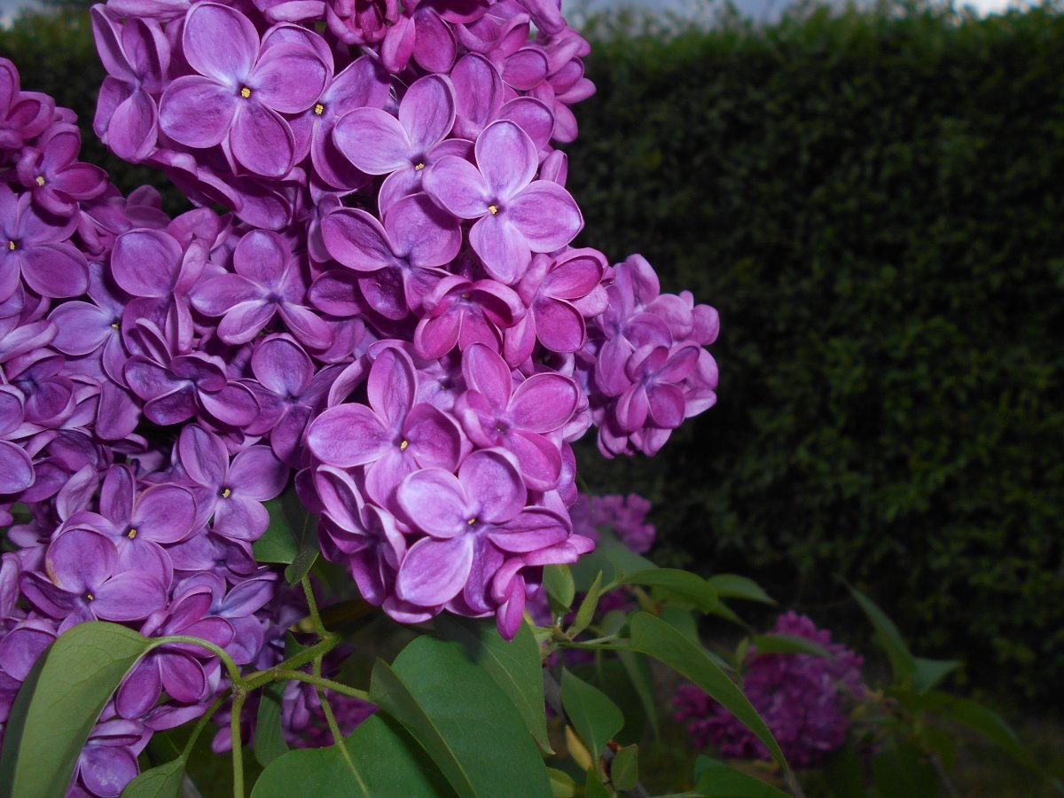 Сирень Знамя Ленина - фото 8