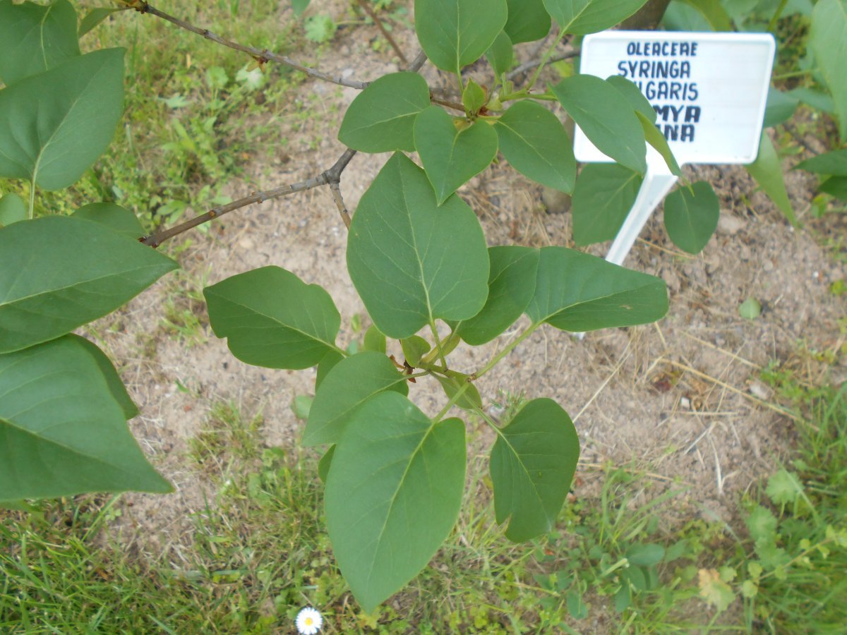 Сирень Знамя Ленина - фото 3