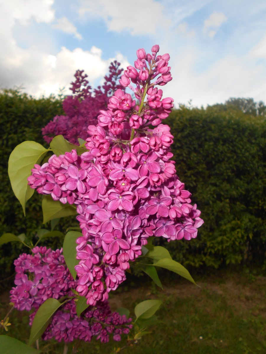 Сирень Знамя Ленина - фото 6