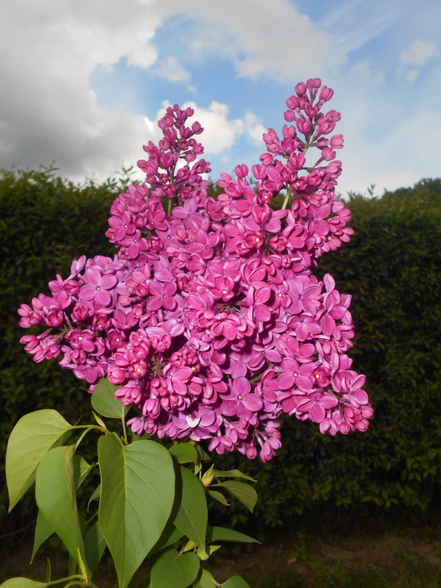 Сирень Знамя Ленина - фото 9