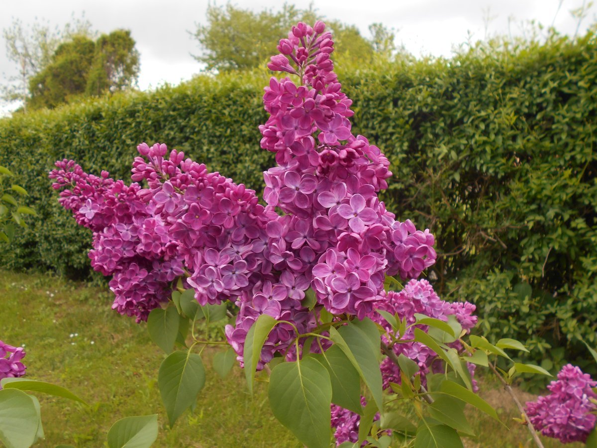 Сирень Знамя Ленина - фото 7