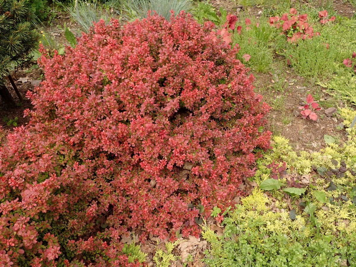 Барбарис Тунберга Адмирейшн - фото 2