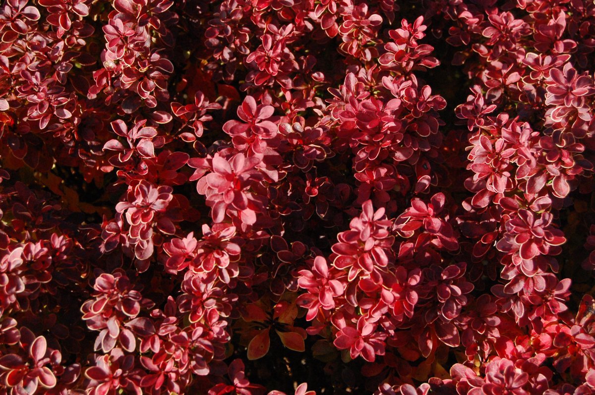 Барбарис Тунберга Адмирейшн