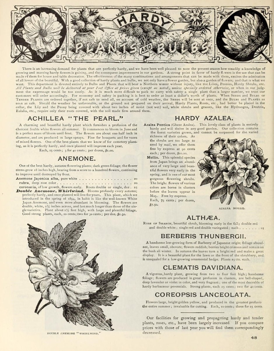 Барбарис Тунберга Адмирейшн - фото 5