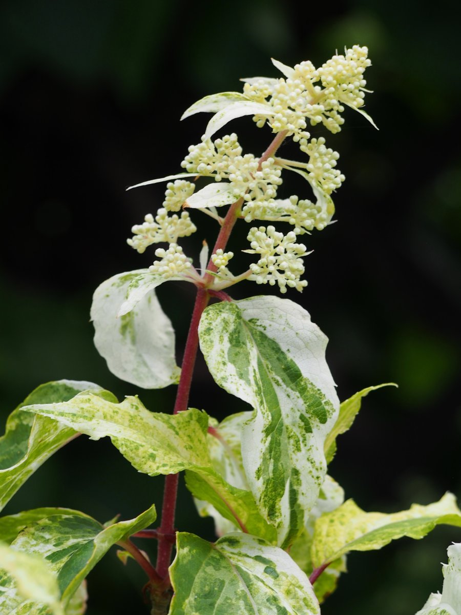 Гортензия Саммер Сноу метельчатая - фото 2