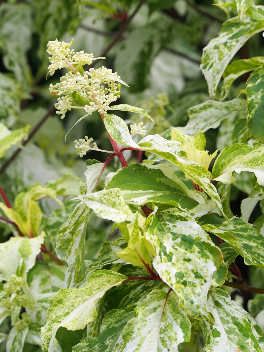 Гортензия Саммер Сноу метельчатая - фото 3