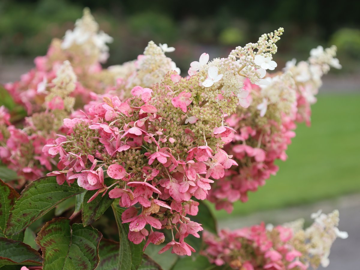 Гортензия метельчатая Пинки Винки - фото 4