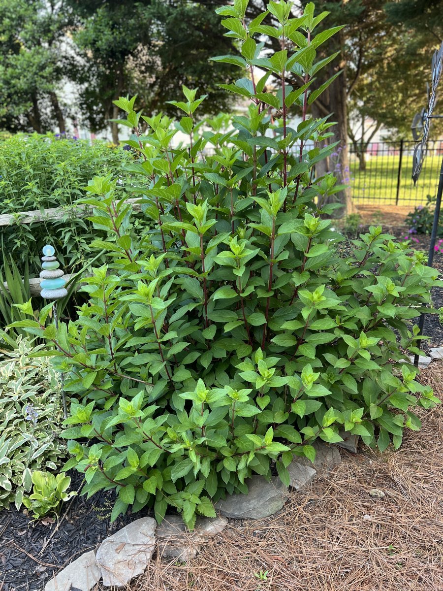 Гортензия метельчатая Пинки Винки - фото 2