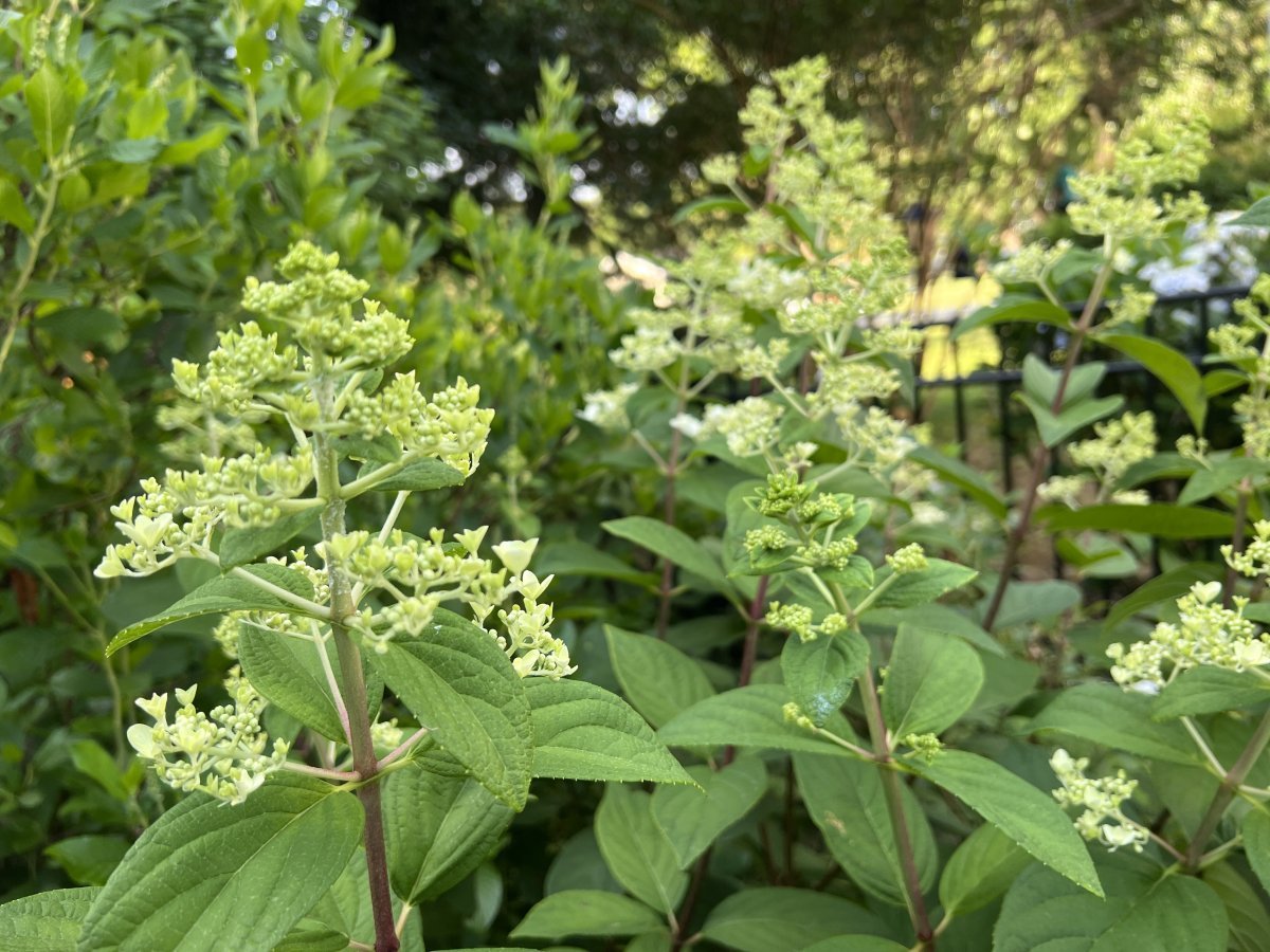 Гортензия метельчатая Пинки Винки - фото 3