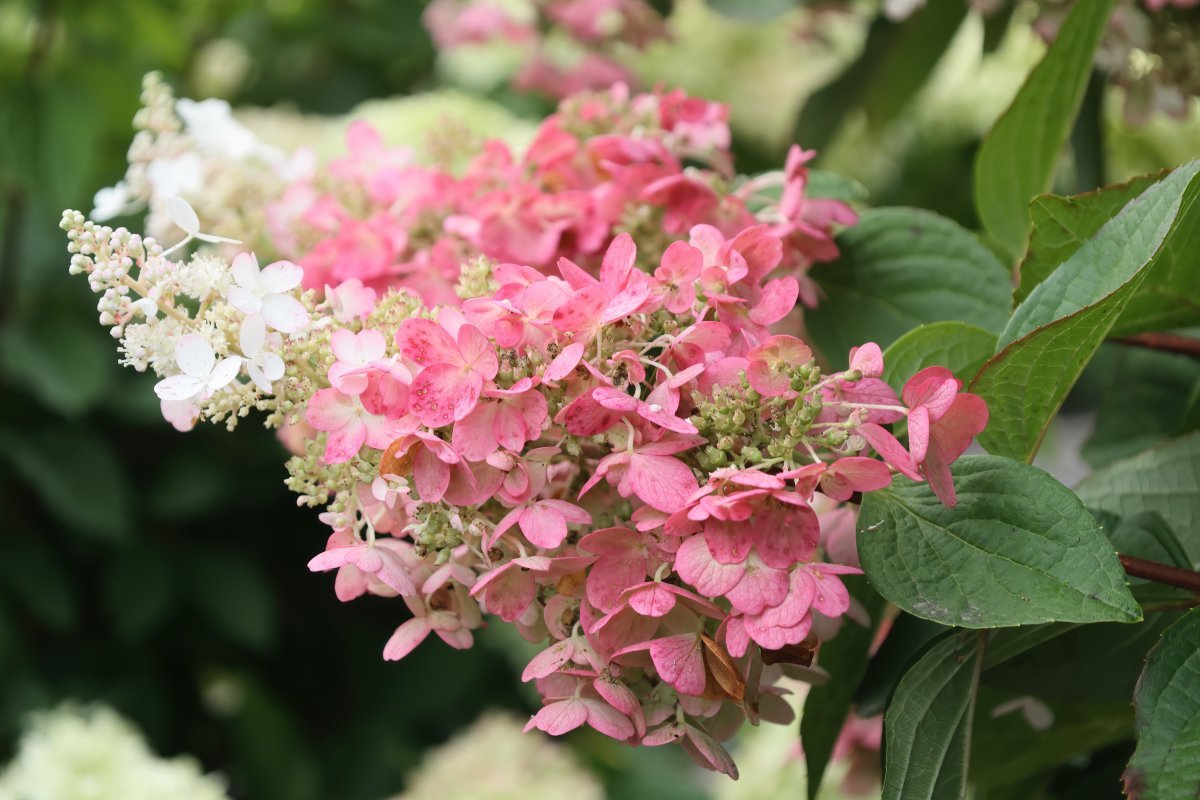 Гортензия метельчатая Пинки Винки - фото 6