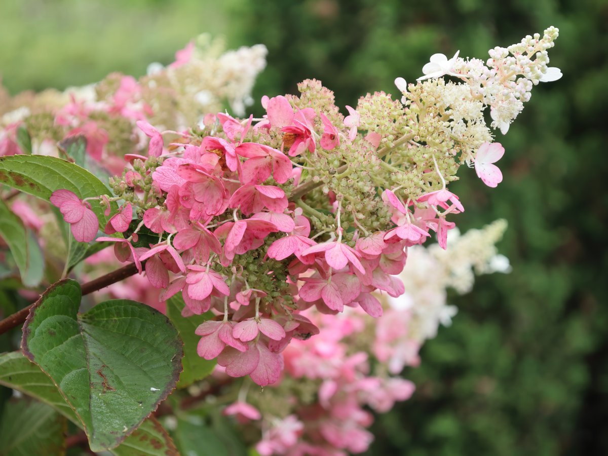 Гортензия метельчатая Пинки Винки - фото 5