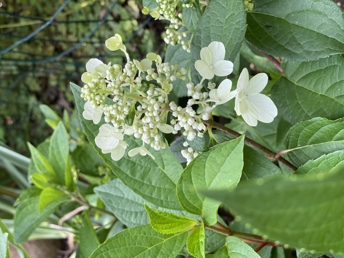 Гортензия метельчатая Пинки Винки