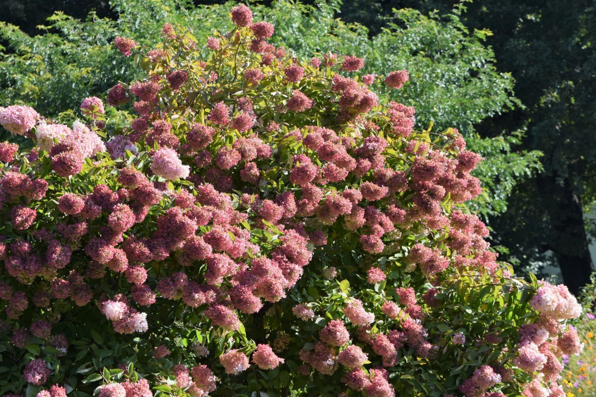 Гортензия метельчатая Грандифлора - фото 8