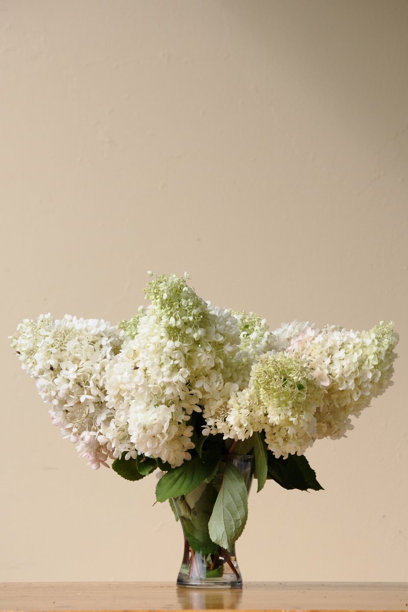 Гортензия метельчатая Грандифлора