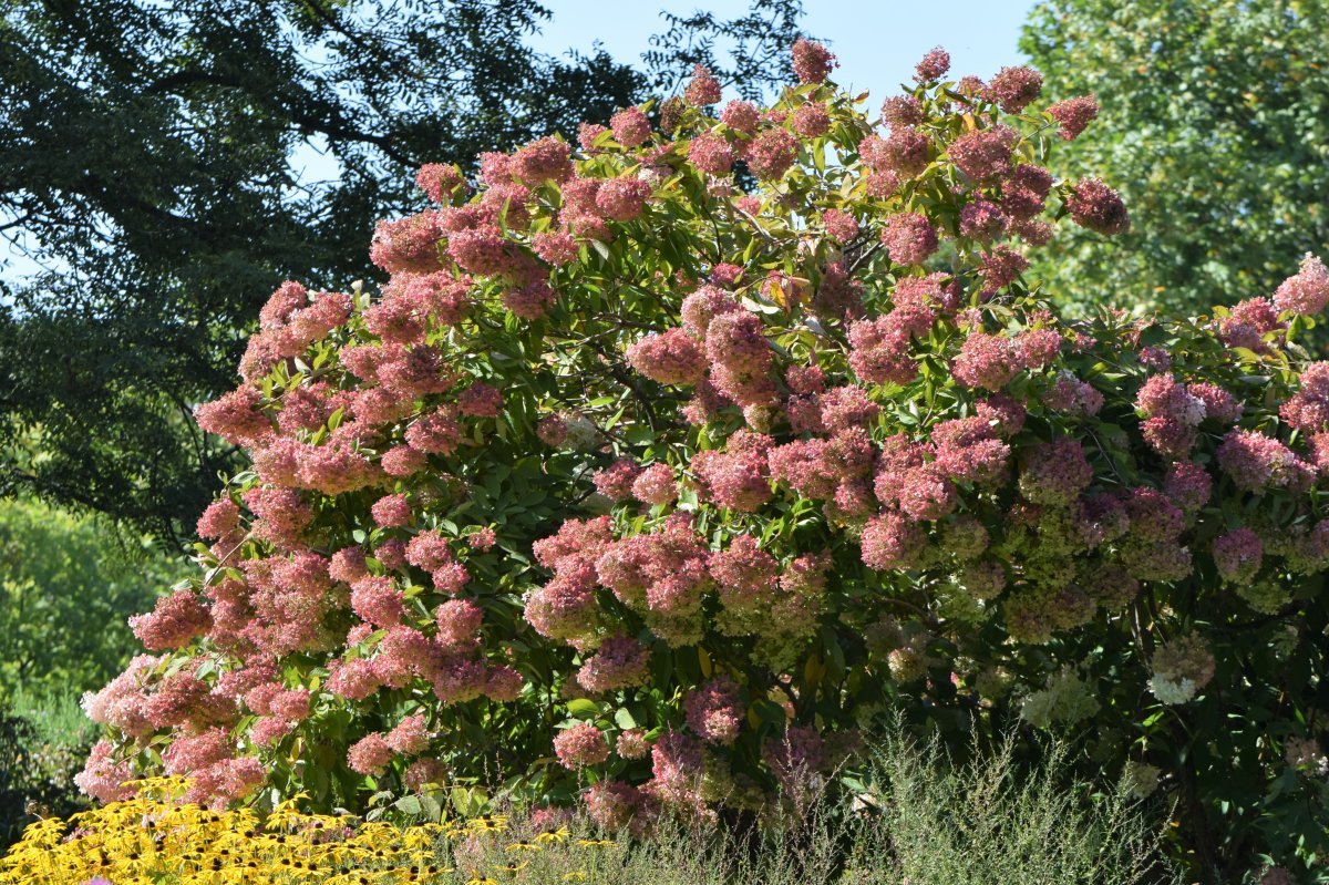 Гортензия метельчатая Грандифлора - фото 10