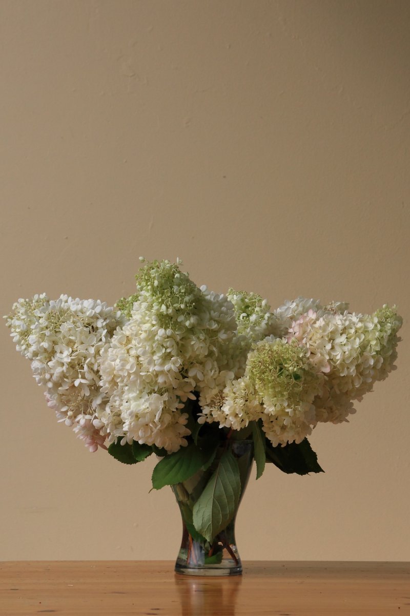 Гортензия метельчатая Грандифлора - фото 2