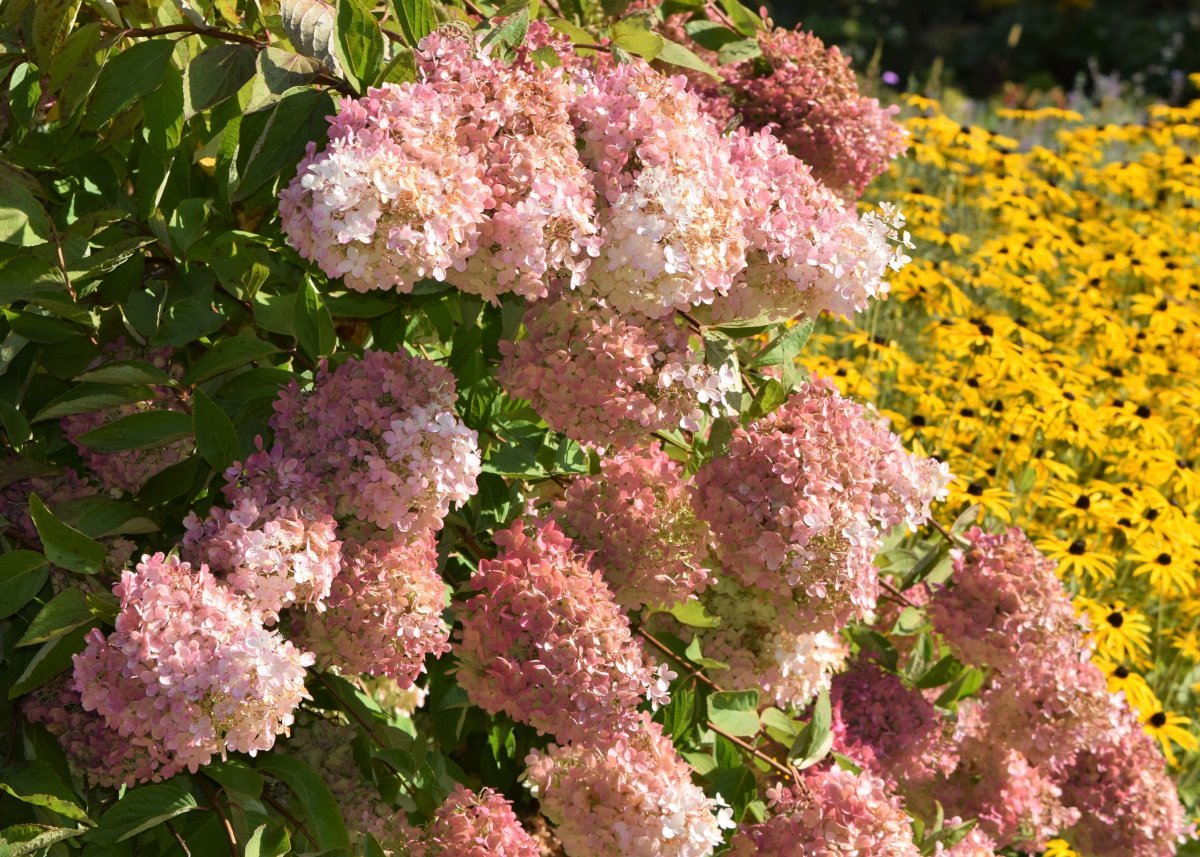 Гортензия метельчатая Грандифлора - фото 9