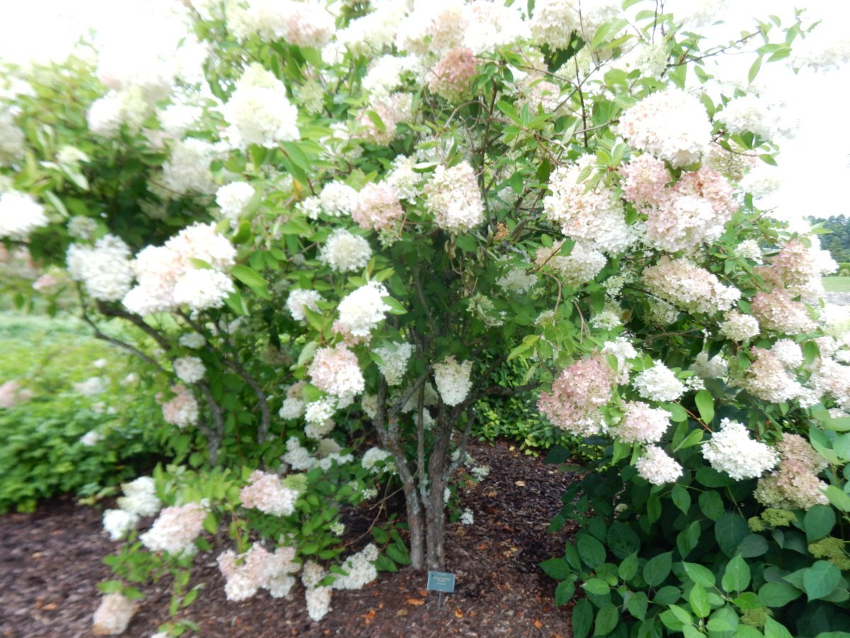 Гортензия метельчатая Грандифлора - фото 7