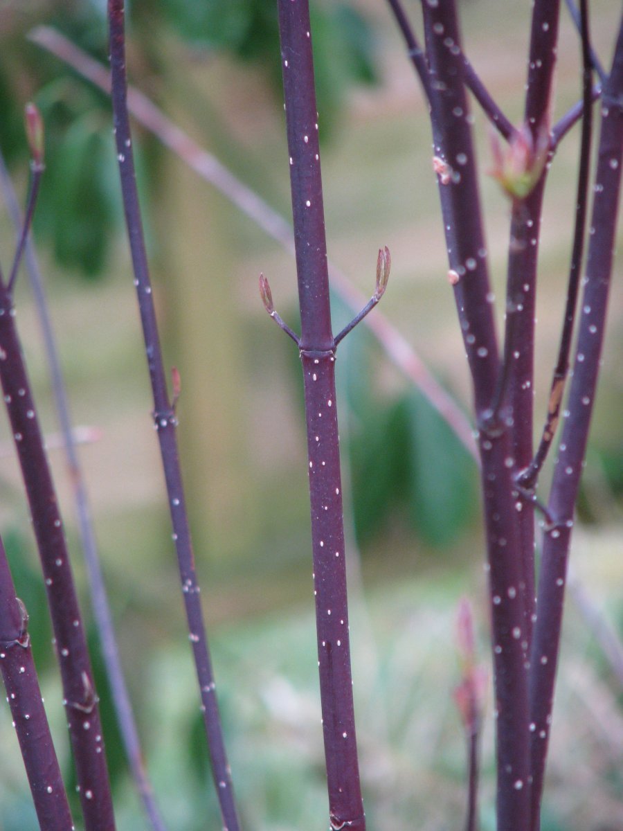 Дерен Кессельринги белый - фото 2