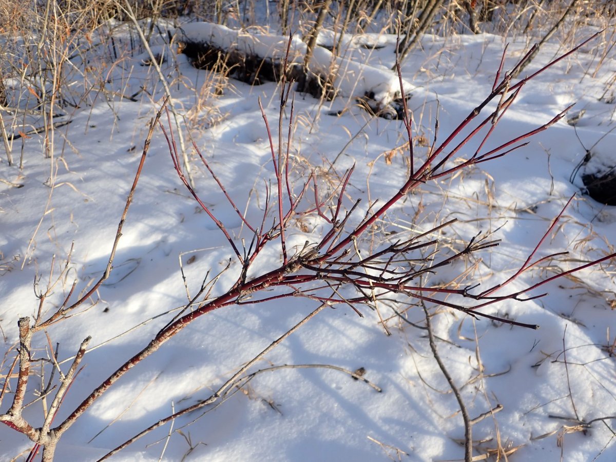 Дерен Флавирамеа - фото 10