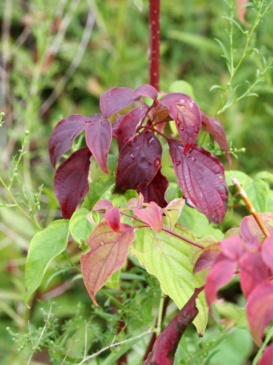 Дерен Флавирамеа - фото 3
