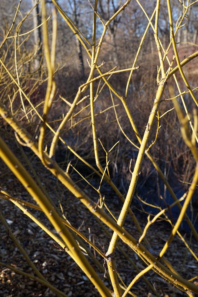 Дерен Флавирамеа