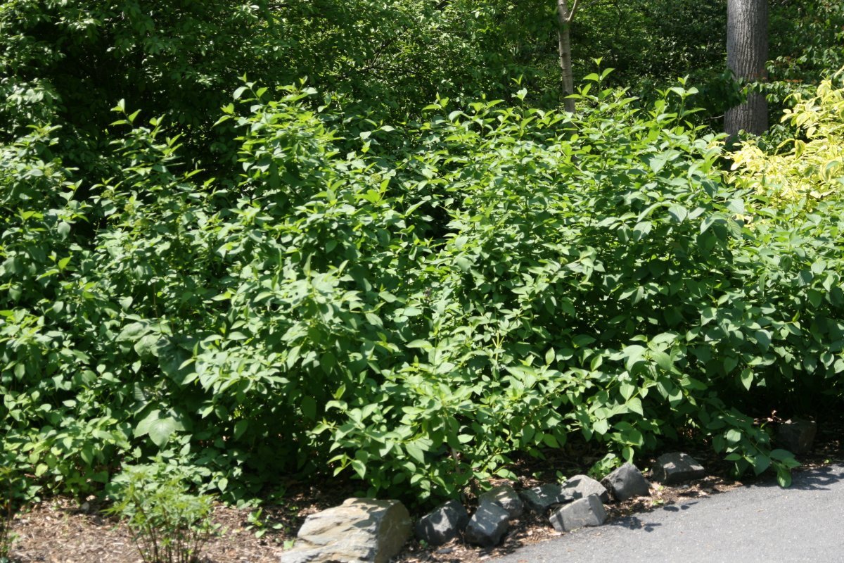 Дерен Флавирамеа - фото 8