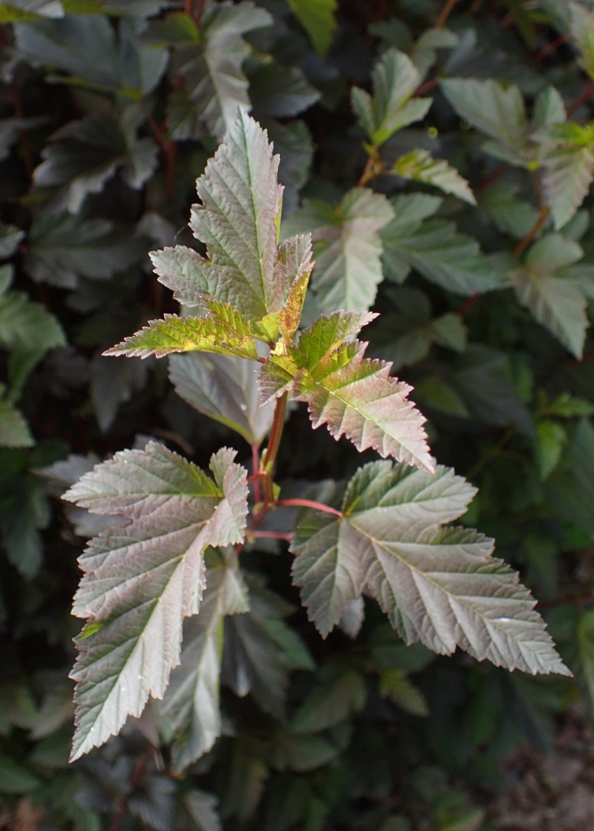 Пузыреплодник Саммер Вайн - фото 2