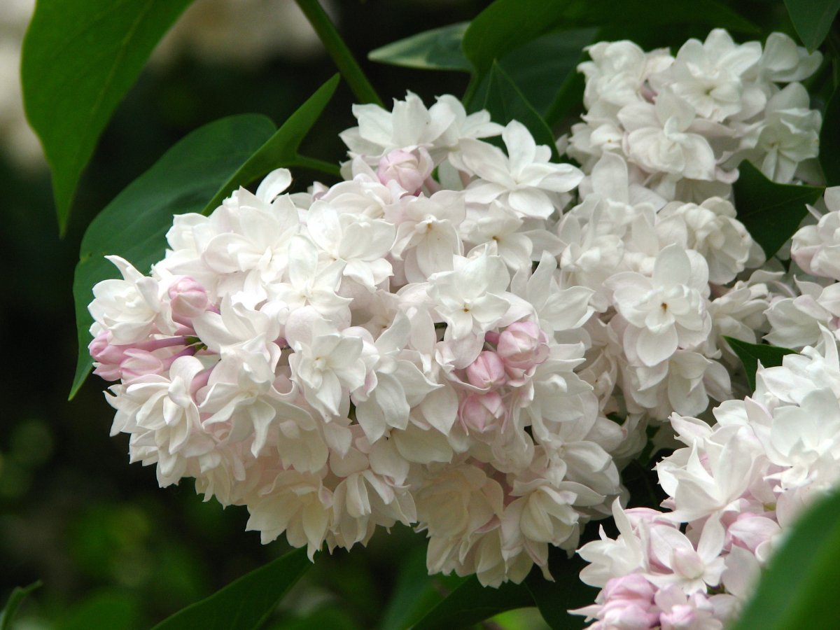 Сирень Красавица Москвы - фото 7