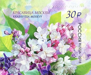 Сирень Красавица Москвы - фото 2