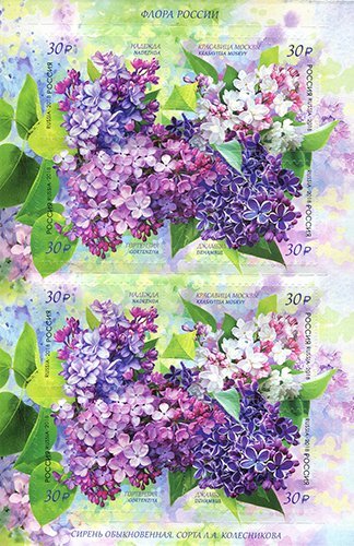 Сирень Красавица Москвы