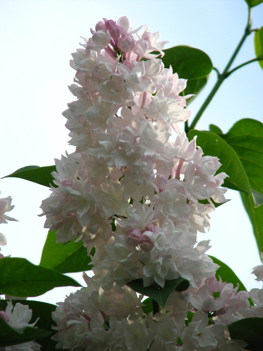 Сирень Красавица Москвы - фото 8