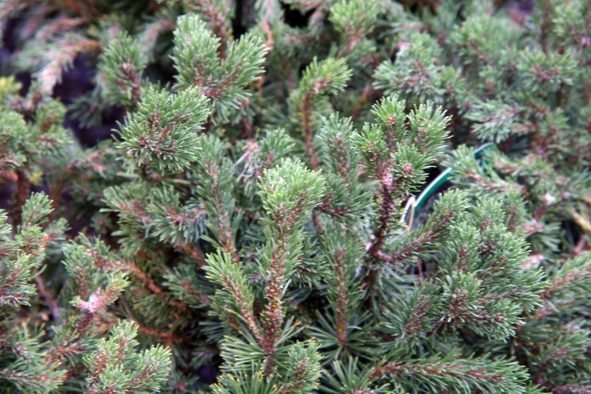 Сосна горная Мугус - фото 6