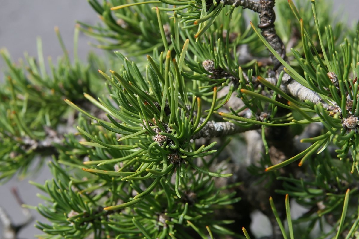 Сосна горная Мугус - фото 9