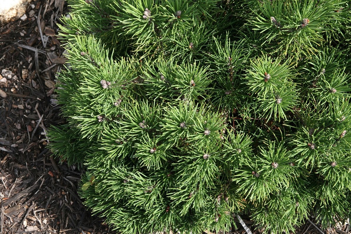 Сосна горная Мугус - фото 11