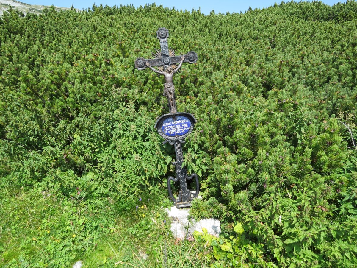 Сосна горная Мугус - фото 3